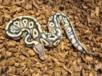 0.1 / vrouw Koningspython Mojave Pastel het desert ghost, Slang, 0 tot 2 jaar