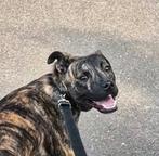 Kruising stafford/labrador teef 1jaar, Dieren en Toebehoren, Honden | Niet-rashonden, Rabiës (hondsdolheid), 1 tot 2 jaar, Teef