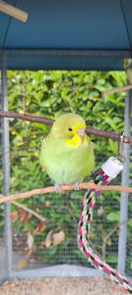 Grasparkieten regenboog, Dieren en Toebehoren, Vogels | Parkieten en Papegaaien, Meerdere dieren, Parkiet