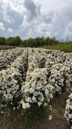 Choisya white dazzler en ternata groenblijvende heesters, Tuin en Terras, Ophalen of Verzenden, Overige soorten, Halfschaduw