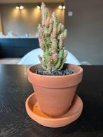 Cactus in potje 21cm hoog, Ophalen, Cactus, Volle zon, Minder dan 100 cm