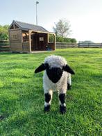 Walliser Schwartznase ram lam dekram, Dieren en Toebehoren, Schapen, Geiten en Varkens, Mannelijk, Schaap