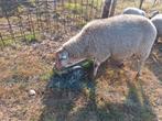 Dekram Heideschaap, Dieren en Toebehoren, Mannelijk, Schaap, 0 tot 2 jaar