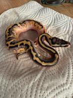 Baby vrouwtje pied pastel stranger koningspython, Dieren en Toebehoren, Reptielen en Amfibieën, Slang