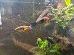 Te koop: Aquariumvissen, Dieren en Toebehoren, Vissen | Aquariumvissen, Vis, Zoetwatervis, Schoolvis