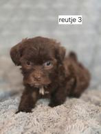 Super mooi gezonde boomer pups. CHOCO !!!, Overige rassen, 8 tot 15 weken, CDV (hondenziekte), Meerdere
