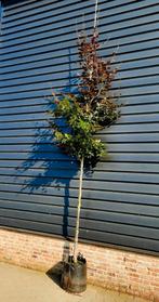 Fagus Sylvatica 'Atropunicea' 🍁 Rode beukenboom🍁, Tuin en Terras, Planten | Bomen, Ophalen