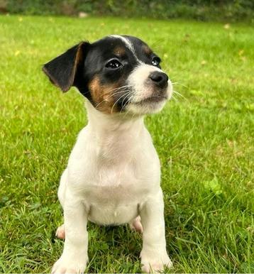 Jackrussell pups beschikbaar voor biedingen