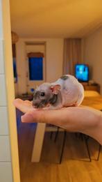 Gezocht naakt rat vrouw, Dieren en Toebehoren, Knaagdieren, Januari, Vrouwelijk