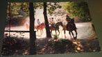 Paard - Horse - Cheveaux - Ruiterpad - Bos - Burgh-Haamstede, Verzamelen, Ansichtkaarten | Dieren, Verzenden, 1980 tot heden, Gelopen