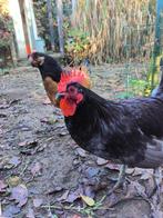 Mergelland hanen 2x, Mannelijk, Kip