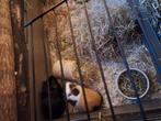 2 cavia beren, Dieren en Toebehoren, Knaagdieren, Juli, Mannelijk, Cavia