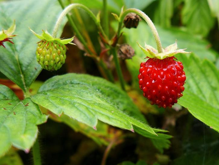 Fragaria vesca – Bosaardbei, Bio, Tuin en Terras, Planten | Tuinplanten, Vaste plant, Fruitplanten, Halfschaduw, Lente, Ophalen of Verzenden