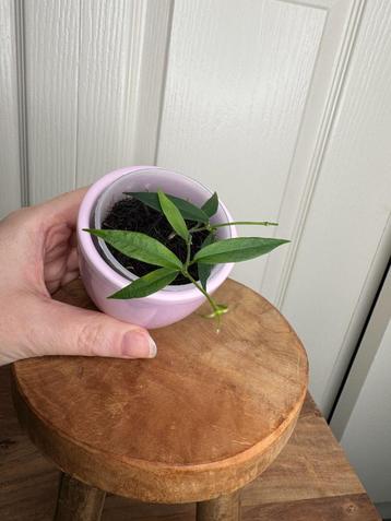 Hoya solaniflora beschikbaar voor biedingen
