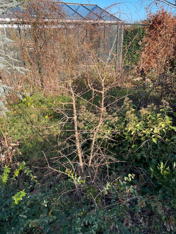 Diverse planten: Cornus mas, Abelia, Ceder, Picea, Tuin en Terras, Planten | Bomen, Overige soorten, Minder dan 100 cm, Volle zon