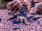 Blue Saphire Neo caridina garnalen, Dieren en Toebehoren, Reptielen en Amfibieën, Slang, 0 tot 2 jaar