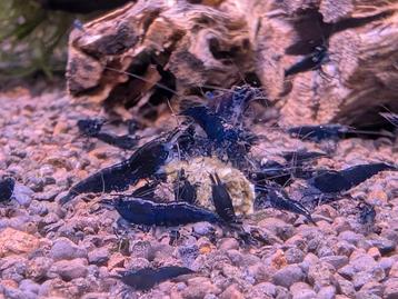 Blue Saphire Neo caridina garnalen  beschikbaar voor biedingen