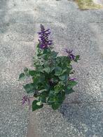 vaste planten SALVIA, Overige soorten, Volle zon, Vaste plant, Ophalen of Verzenden