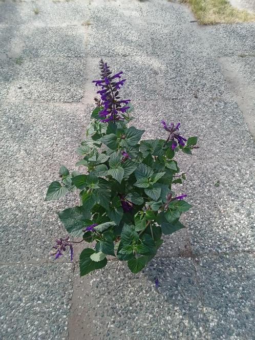 vaste planten SALVIA, Tuin en Terras, Planten | Tuinplanten, Vaste plant, Overige soorten, Volle zon, Zomer, Ophalen of Verzenden