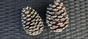 Sneeuwwitte grote dennenappels  beschikbaar voor biedingen