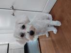 Lieve speelse maltezer, Maltezer, 15 weken tot 1 jaar, Reu, Eén hond