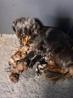 Teckel pups, Dieren en Toebehoren, Dwerg, Langhaar, Meerdere, Meerdere dieren