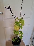 Salvia amnistad, Tuin en Terras, Planten | Tuinplanten, Ophalen, Zomer, Volle zon