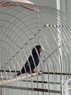 Twatwa koppel, Meerdere dieren