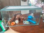 Glazen dwerghamster hok 80 x 40 x 40, Ophalen, Minder dan 75 cm, Hok, Minder dan 60 cm