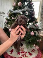 maltezer x shih tzu, Dieren en Toebehoren, Honden | Chihuahua's en Gezelschapshonden, Maltezer, Reu, 8 tot 15 weken, Meerdere