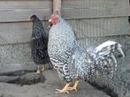 Broedeieren en kuikens schijndelaar koekoek, Dieren en Toebehoren, Pluimvee, Geslacht onbekend, Kip