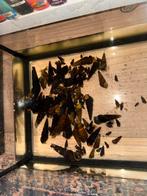 Rabbit snails / Tylomelania, Slak of Weekdier