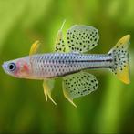 Pseudogumil Gertrudae Aru2 - Dwergregenboogvis, Dieren en Toebehoren, Vis, Zoetwatervis, Schoolvis