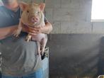 hangbuikzwijntjes, Dieren en Toebehoren, Schapen, Geiten en Varkens, Meerdere dieren, Varken, 0 tot 2 jaar