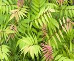 Lijsterbesspirea Sorbaria sorbifolia stekken, Tuin en Terras, Planten | Tuinplanten, Zomer, Overige soorten, Ophalen