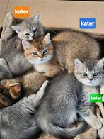 Britse korthaar Kittens, Dieren en Toebehoren, Kater, Ontwormd, 0 tot 2 jaar