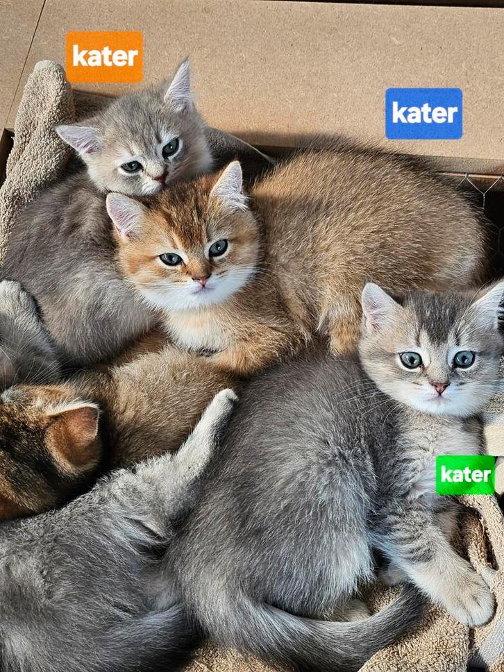 Britse korthaar Kittens, Dieren en Toebehoren, Katten en Kittens | Raskatten | Korthaar, Kater, 0 tot 2 jaar, Ontwormd, Ingeënt