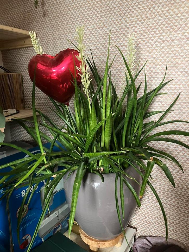 Kamerplant grote oude senseveria soort, Huis en Inrichting, Kamerplanten, Minder dan 100 cm, Halfschaduw, Ophalen of Verzenden