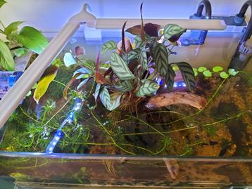 Knipsels/stekjes aquarium beschikbaar voor biedingen