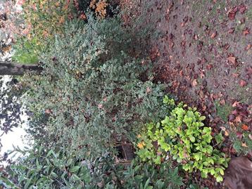 Spirea beschikbaar voor biedingen