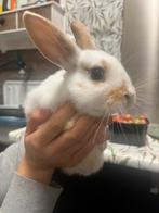 2 super lieven konijntjes, Dieren en Toebehoren, Konijnen, Geslacht onbekend, Klein, Hangoor, 0 tot 2 jaar