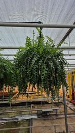 Grote zaagcactus te koop, Ophalen, Volle zon, Overige soorten