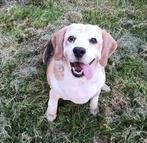 !!!!!  Gouden mandje gezocht  !!!!!, Dieren en Toebehoren, 6 jaar of ouder, Beagle, Nederland, CDV (hondenziekte)
