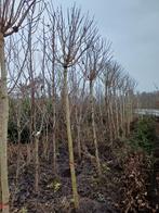 Catalpa bignonioides Nana trompetboom, Ophalen, Volle zon, Bolboom, 250 tot 400 cm