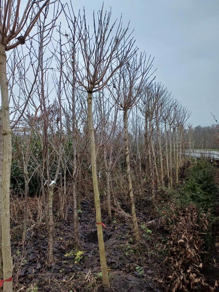 Catalpa bignonioides Nana trompetboom, Tuin en Terras, Planten | Bomen, Bolboom, 250 tot 400 cm, Volle zon, Ophalen