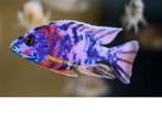 Aulonocara BlueBerry malawi cichliden, Dieren en Toebehoren, Vis, Zoetwatervis, Schoolvis
