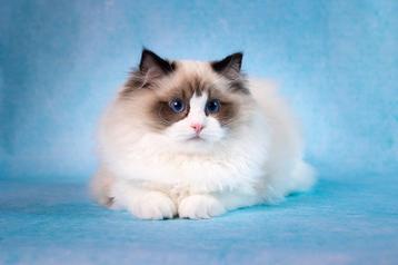 Fantastische ragdoll kitten | getest | geholpen |  beschikbaar voor biedingen