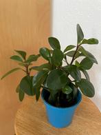 Peperomia, Huis en Inrichting, Kamerplanten, Ophalen, Halfschaduw, Minder dan 100 cm