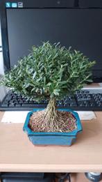 Buxus Harlandii, Bloeit niet, Halfschaduw, Overige soorten, Minder dan 100 cm