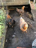 Kippen, Wyandotte, hennen, Dieren en Toebehoren, Vrouwelijk, Kip